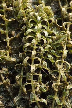 Elodea nuttallii \ Nuttalls Wasserpest, D Pfalz, Speyer 19.10.2018