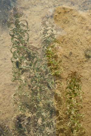 Elodea nuttallii \ Nuttalls Wasserpest / Nuttall's Waterweed, D Pfalz, Speyer 19.10.2018