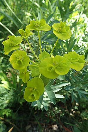 Euphorbia nicaeensis \ Nizza-Wolfsmilch, D Weinheim an der Bergstraße, Botan. Gar.  Hermannshof 7.5.2020