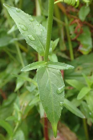 Epilobium obscurum \ Dunkelgrnes Weidenrschen, D Schwarzwald, Bad Rippoldsau 3.8.2016