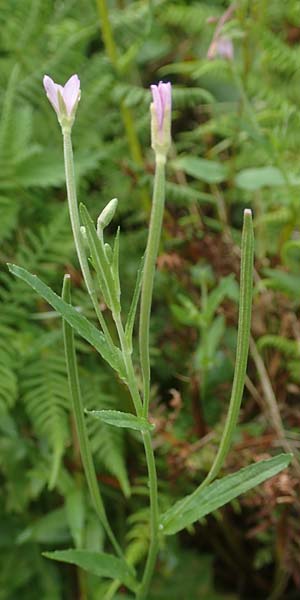 Epilobium obscurum \ Dunkelgrnes Weidenrschen / Dark-Green Willowherb, Short-Fruited Willowherb, D Schwarzwald/Black-Forest, Bad Rippoldsau 3.8.2016