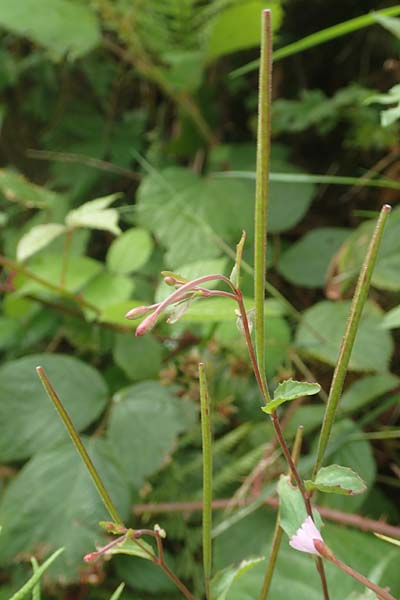 Epilobium obscurum \ Dunkelgrnes Weidenrschen / Dark-Green Willowherb, Short-Fruited Willowherb, D Schwarzwald/Black-Forest, Bad Rippoldsau 3.8.2016