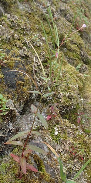 Epilobium obscurum \ Dunkelgrnes Weidenrschen, D Schwarzwald, Bad Rippoldsau 3.8.2016