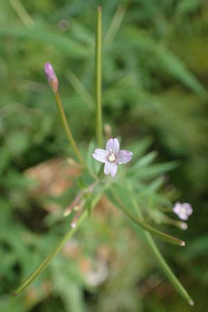 Epilobium obscurum \ Dunkelgrnes Weidenrschen, D Schwarzwald, Bad Rippoldsau 3.8.2016