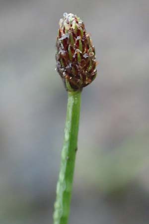 Eleocharis ovata \ Eifrmige Sumpfbinse, D Donaueschingen 6.9.2016