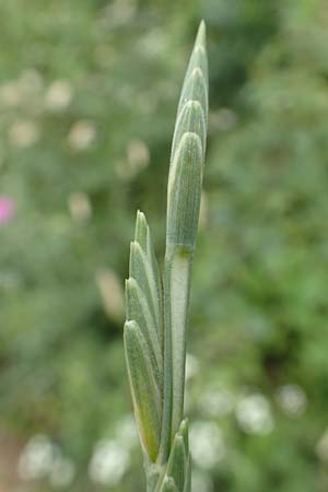 Elymus obtusiflorus \ Stumpfbltige Quecke / Obtuse Couch, D Leistadt 19.6.2018