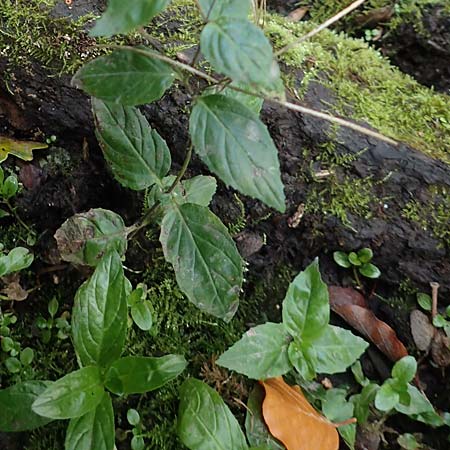 Epilobium obscurum \ Dunkelgrnes Weidenrschen / Dark-Green Willowherb, Short-Fruited Willowherb, D Bochum 7.10.2018