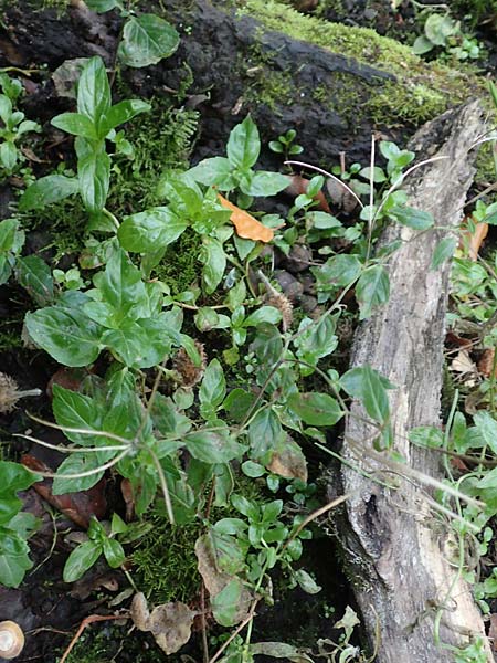 Epilobium obscurum \ Dunkelgrnes Weidenrschen / Dark-Green Willowherb, Short-Fruited Willowherb, D Bochum 7.10.2018