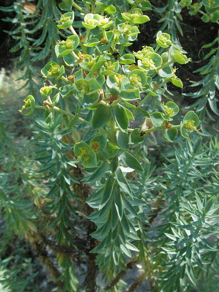 Euphorbia pithyusa /  Spurge, D Botan. Gar.  Universit.  Mainz 4.8.2007