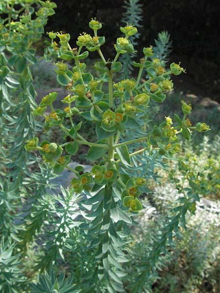 Euphorbia pithyusa \ Pithyusen-Wolfsmilch /  Spurge, D Botan. Gar.  Universit.  Mainz 4.8.2007
