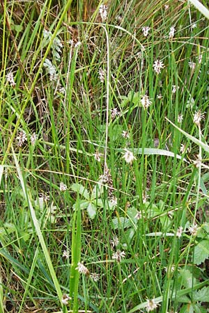 Eleocharis palustris agg. \ Gewhnliche Sumpfbinse, Gemeine Sumpfsimse / Common Spike Rush, D Gerolzhofen-Sulzheim 1.6.2015