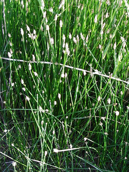 Eleocharis palustris agg. \ Gewhnliche Sumpfbinse, Gemeine Sumpfsimse / Common Spike Rush, D Dieburg 17.6.2015
