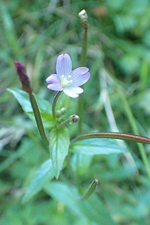 Epilobium collinum \ Hgel-Weidenrschen, D Odenwald, Hammelbach 2.10.2015