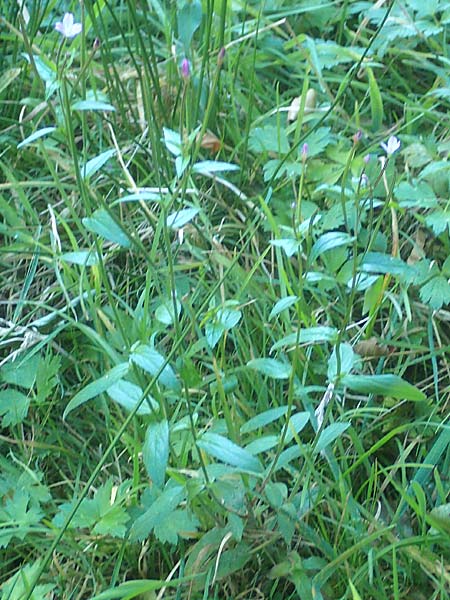 Epilobium collinum \ Hgel-Weidenrschen, D Odenwald, Hammelbach 2.10.2015