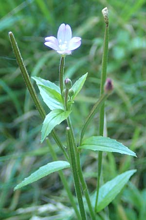 Epilobium collinum \ Hgel-Weidenrschen / Hill Willowherb, D Odenwald, Hammelbach 2.10.2015