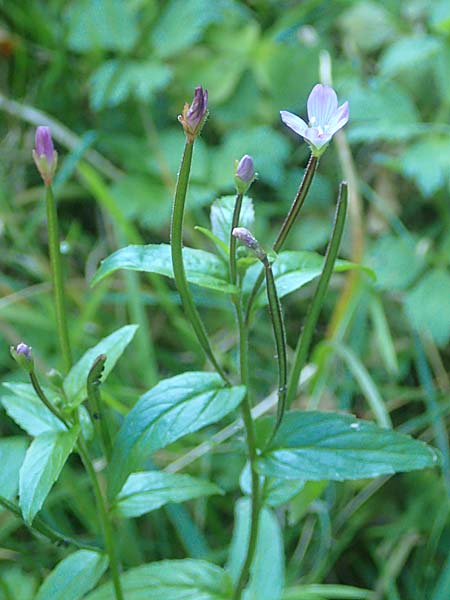 Epilobium collinum \ Hgel-Weidenrschen, D Odenwald, Hammelbach 2.10.2015