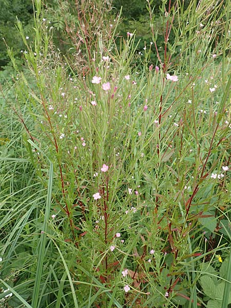 Epilobium tetragonum \ Vierkantiges Weidenrschen, D Kleinwallstadt am Main 16.7.2016