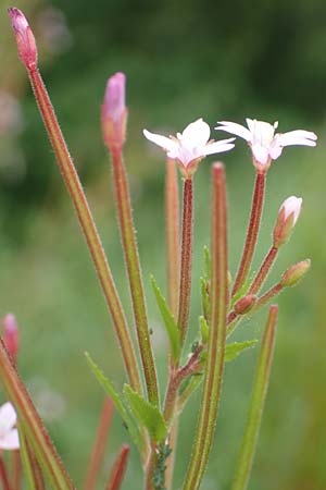 Epilobium tetragonum \ Vierkantiges Weidenrschen / Square-Stalked Willowherb, D Kleinwallstadt am Main 16.7.2016