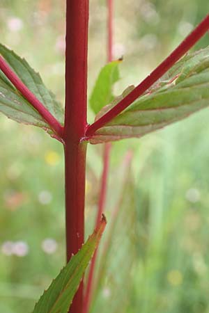 Epilobium tetragonum \ Vierkantiges Weidenrschen / Square-Stalked Willowherb, D Kleinwallstadt am Main 16.7.2016