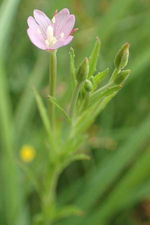 Epilobium tetragonum \ Vierkantiges Weidenrschen / Square-Stalked Willowherb, D Kleinwallstadt am Main 16.7.2016