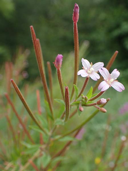 Epilobium tetragonum \ Vierkantiges Weidenrschen / Square-Stalked Willowherb, D Kleinwallstadt am Main 16.7.2016