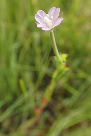 Epilobium tetragonum \ Vierkantiges Weidenrschen / Square-Stalked Willowherb, D Kehl 23.7.2016