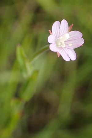 Epilobium tetragonum \ Vierkantiges Weidenrschen / Square-Stalked Willowherb, D Kehl 23.7.2016