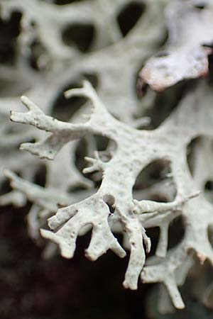 Evernia prunastri \ Pflaumen-Flechte, Eichenmoos / Oak Moss, D Odenwald, Beerfelden 18.2.2017