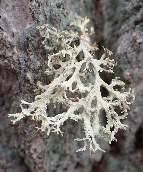 Evernia prunastri / Oak Moss, D Odenwald, Beerfelden 18.2.2017