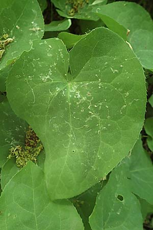 Epimedium perralderianum \ Algerische Sockenblume, D Frankfurt-Hausen 7.5.2018