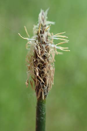 Eleocharis palustris agg. \ Gewhnliche Sumpfbinse, Gemeine Sumpfsimse / Common Spike Rush, D Drover Heide 24.5.2018