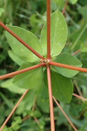 Euphorbia platyphyllos \ Breitblttrige Wolfsmilch / Broad-Leaved Spurge, D Neulußheim 7.7.2018