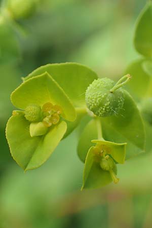 Euphorbia platyphyllos \ Breitblttrige Wolfsmilch, D Neulußheim 7.7.2018