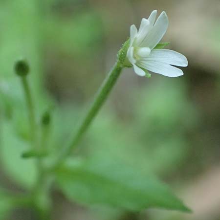 Epilobium pallidiglandulosum \ Bleiches Alaska-Weidenrschen / Pale Northern Willowherb, D Aachen 26.7.2019