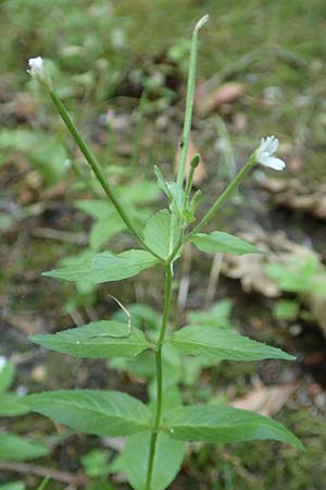 Epilobium pallidiglandulosum \ Bleiches Alaska-Weidenrschen / Pale Northern Willowherb, D Aachen 26.7.2019