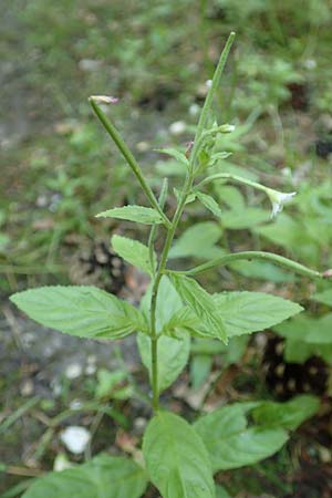 Epilobium pallidiglandulosum \ Bleiches Alaska-Weidenrschen / Pale Northern Willowherb, D Aachen 26.7.2019