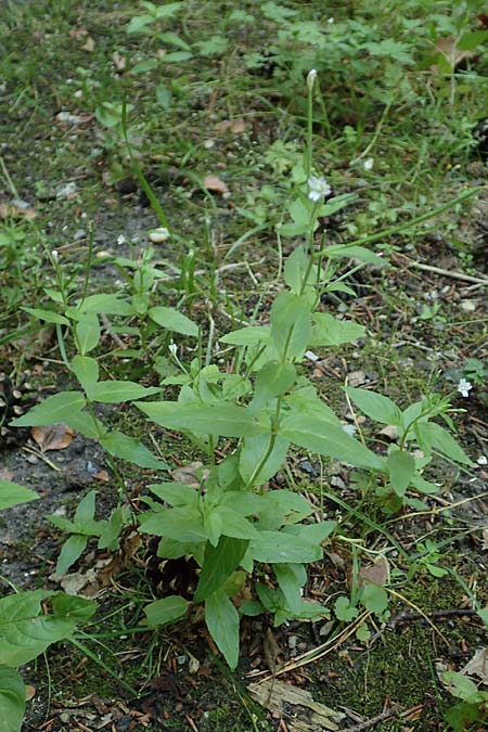 Epilobium pallidiglandulosum \ Bleiches Alaska-Weidenrschen, D Aachen 26.7.2019