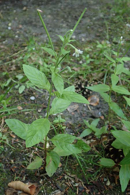 Epilobium pallidiglandulosum \ Bleiches Alaska-Weidenrschen, D Aachen 26.7.2019