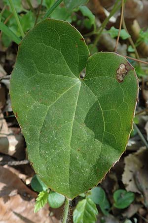 Epimedium perralderianum \ Algerische Sockenblume, D Waghäusel-Wiesental 15.4.2020