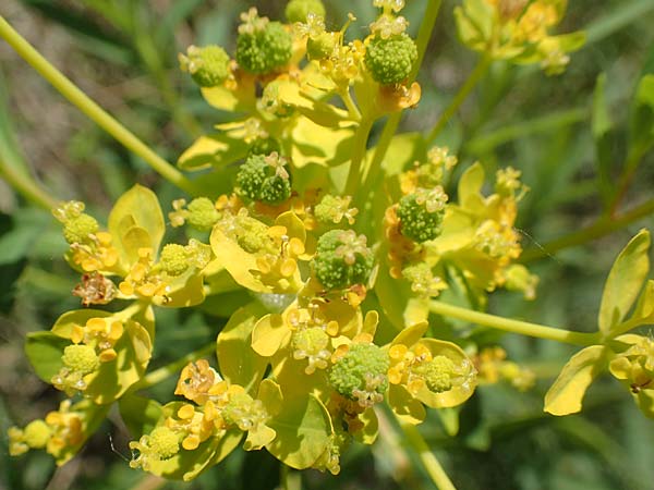 Euphorbia palustris \ Sumpf-Wolfsmilch, D Kollerinsel 6.5.2020