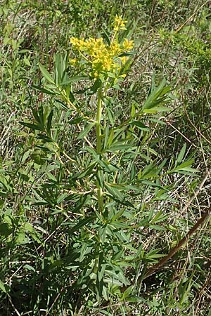 Euphorbia palustris \ Sumpf-Wolfsmilch, D Kollerinsel 6.5.2020