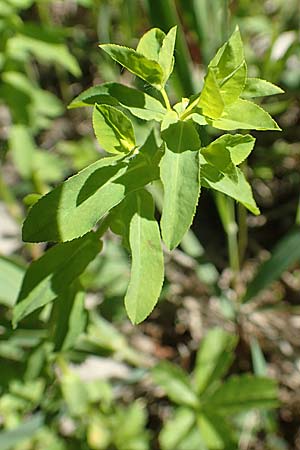 Euphorbia platyphyllos \ Breitblttrige Wolfsmilch, D Kollerinsel 6.5.2020