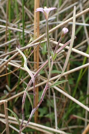 Epilobium tetragonum \ Vierkantiges Weidenrschen, D Hunsrück, Börfink 18.7.2020