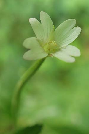 Epilobium pallidiglandulosum \ Bleiches Alaska-Weidenrschen / Pale Northern Willowherb, D Aachen 27.7.2020