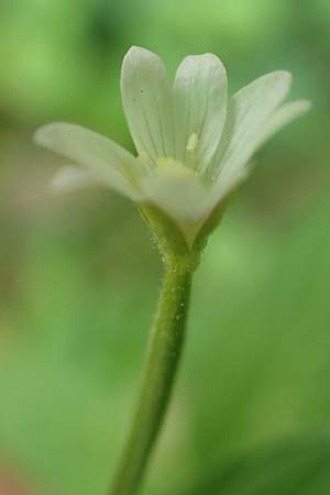 Epilobium pallidiglandulosum \ Bleiches Alaska-Weidenrschen, D Aachen 27.7.2020