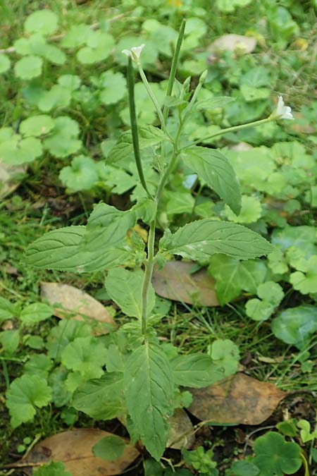 Epilobium pallidiglandulosum \ Bleiches Alaska-Weidenrschen / Pale Northern Willowherb, D Aachen 27.7.2020