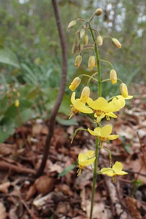 Epimedium x perralchicum \ Frohnleiten-Elfenblume / Frohnleiten Barren-Wort, D Ludwigshafen 7.4.2021