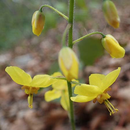 Epimedium x perralchicum \ Frohnleiten-Elfenblume / Frohnleiten Barren-Wort, D Ludwigshafen 7.4.2021