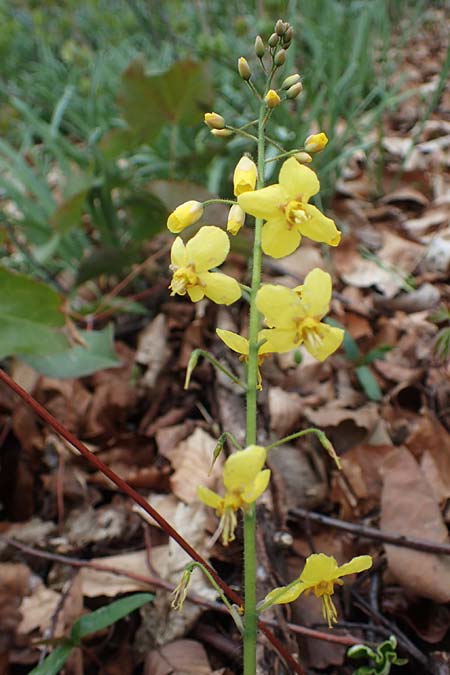 Epimedium x perralchicum \ Frohnleiten-Elfenblume, D Ludwigshafen 7.4.2021