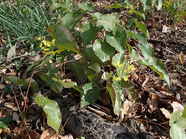 Epimedium x perralchicum \ Frohnleiten-Elfenblume, D Ludwigshafen 15.4.2021